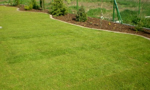 Trawnik z rolki